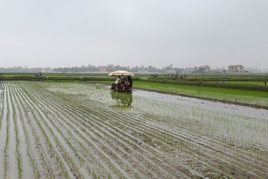 Huyện Thường Tín phấn đấu gieo cấy khoảng 4.400ha lúa vụ xuân 2020