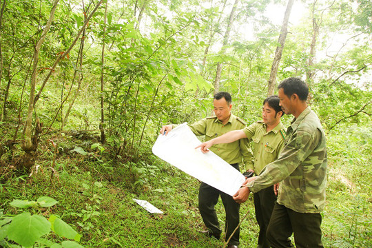 Nâng cao hiệu quả quản lý rừng đặc dụng, rừng phòng hộ