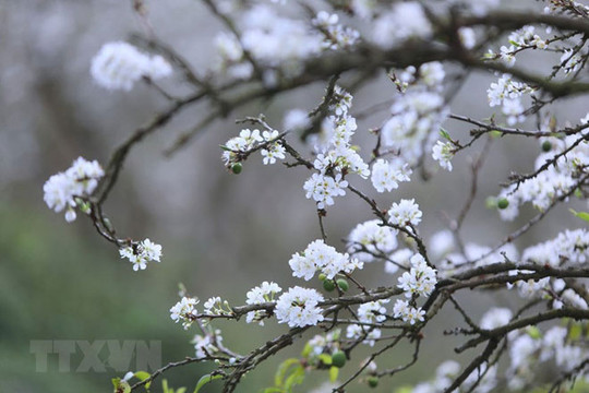Đến Mộc Châu, mê mẩn ngắm hoa mận nở trắng rừng