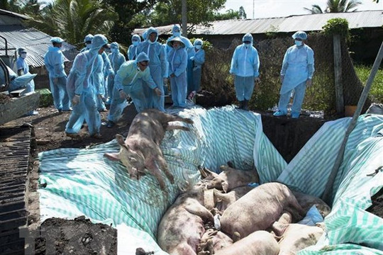 Việt Nam và Hoa Kỳ hợp tác nghiên cứu vắc xin dịch Bệnh tả lợn châu Phi