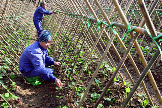 Huyện Mê Linh: Doanh thu từ trang trại đạt 400-600 triệu đồng/ha/năm
