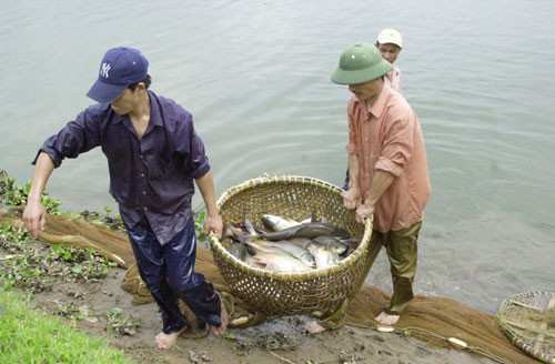 Quốc Oai: Giá trị chăn nuôi thủy sản đạt 400-600 triệu đồng/ha/năm