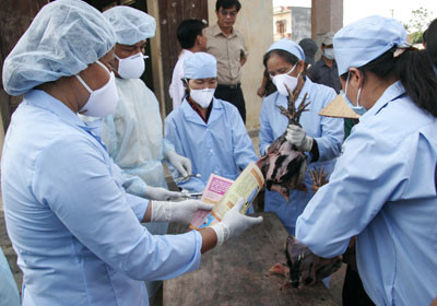 Hà Nội tăng cường giám sát dịch bệnh cúm gia cầm tại cơ sở