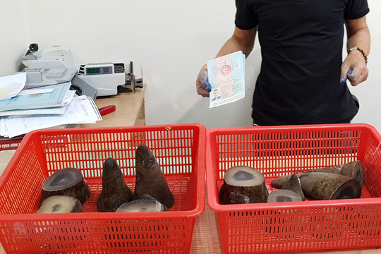Bắt giữ 6,2 kg nghi sừng tê giác từ Qatar về Việt Nam