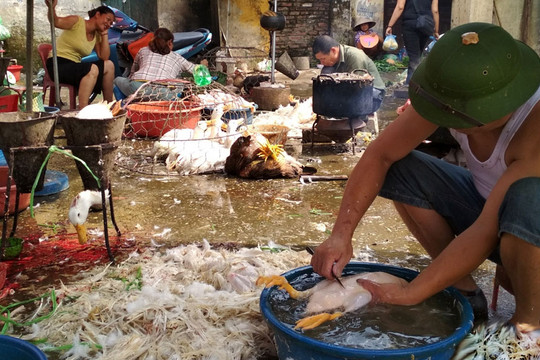 Tình trạng giết mổ gia cầm sống tại chợ dân sinh: Cần khẩn trương loại bỏ