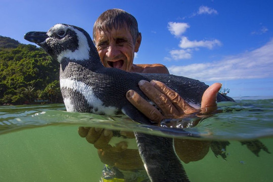 Chim cánh cụt bơi 8.000km hằng năm để thăm ân nhân cứu mạng