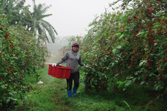 Nông dân Hiệp Thuận vào mùa thu hoạch dâu chín