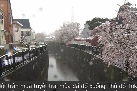 Tuyết rơi bất thường phủ trắng hoa anh đào Tokyo