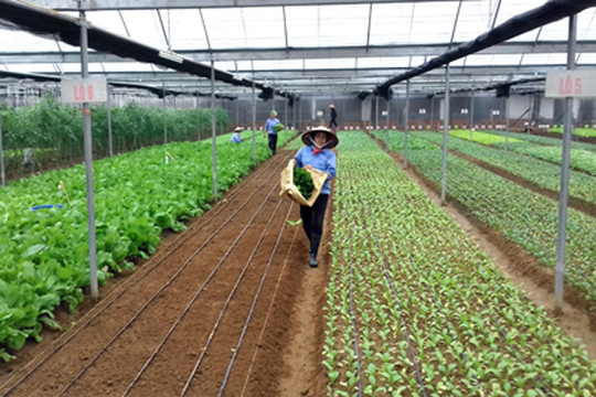 Huyện Thường Tín có 14 mô hình nông nghiệp ứng dụng công nghệ cao