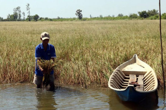 Hỗ trợ 530 tỷ đồng cho 8 tỉnh Đồng bằng sông Cửu Long phòng, chống hạn hán, xâm nhập mặn