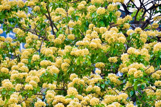 Cây bún "độc nhất vô nhị" ở Hà Nội bung mùa hoa mới