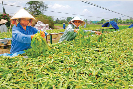 Huyện Thường Tín: Giá trị sản xuất nông nghiệp đạt 456,754 tỷ đồng