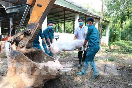Phát hiện một hộ chăn nuôi có lợn mắc bệnh Dịch tả lợn châu Phi ở huyện Ứng Hòa