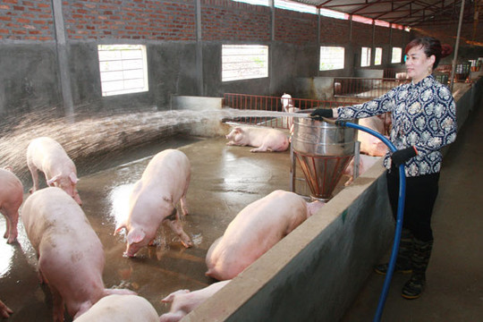 Huyện Thanh Oai: Thực hiện các giải pháp bình ổn giá thịt lợn
