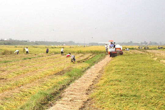 Thu hoạch lúa xuân sớm ở huyện Sóc Sơn để phòng tránh lụt bão