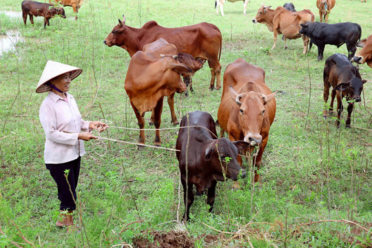 Tỷ lệ thụ tinh nhân tạo trên đàn bò cái nền đạt 80%