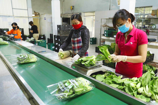 Huyện Gia Lâm đẩy mạnh phát triển chuỗi cung cấp rau, thịt an toàn