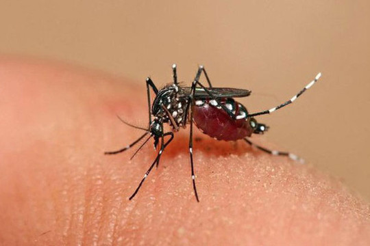Việt Nam ghi nhận một bệnh nhân mắc Zika, 3 ca tử vong do sốt xuất huyết
