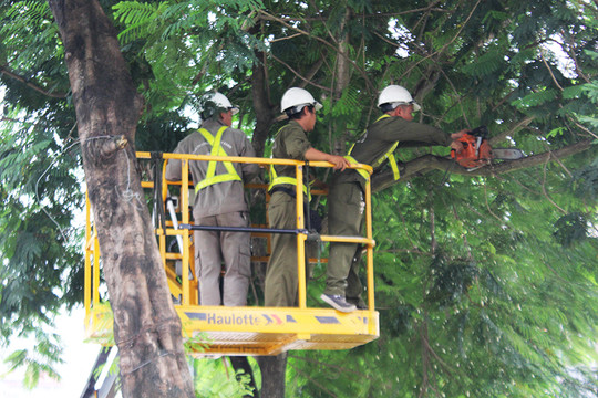 Bộ Giáo dục và Đào tạo yêu cầu khẩn trương kiểm tra cây xanh trong trường học