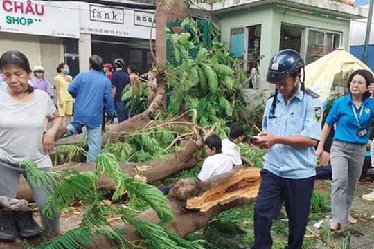 Đường dây nóng hỗ trợ quản lý cây xanh tại thành phố Hồ Chí Minh