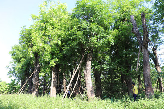 80% cây xanh đánh chuyển từ đường Kim Mã về vườn ươm Đa Tốn sinh trưởng tốt