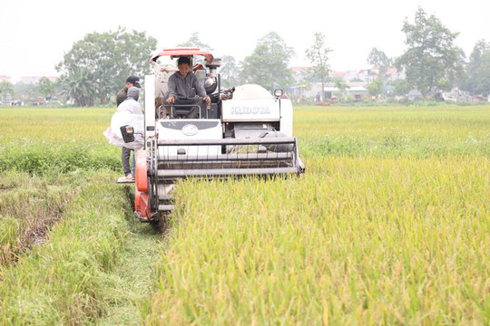 Huyện Thường Tín thu hoạch gần 35% diện tích lúa xuân