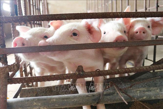 Nhập khẩu lợn sống góp phần bình ổn giá thịt lợn