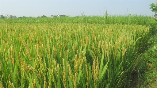 Vụ mùa 2020, Hà Nội gieo trồng khoảng 1.061ha lúa Japonica