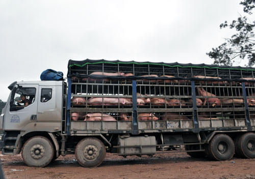 Tăng cường kiểm soát vận chuyển lợn qua biên giới