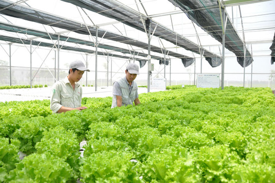 Hà Nội có 3.150 trang trại sản xuất