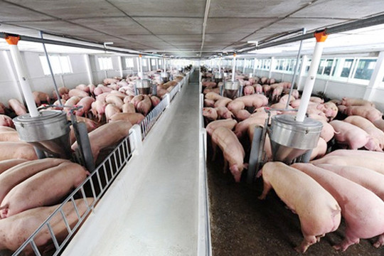 Giá thịt lợn hơi tại miền Bắc tiếp tục tăng