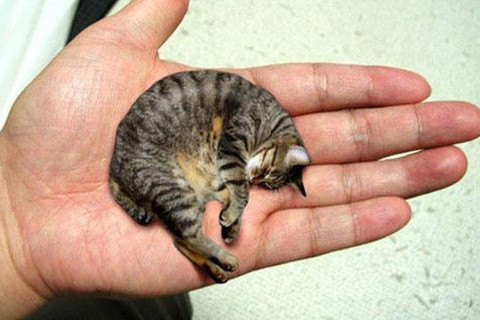Loài mèo nhỏ nhất hành tinh