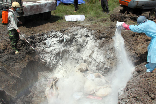 Cả nước đã tiêu hủy 34.000 con lợn mắc bệnh Dịch tả lợn châu Phi