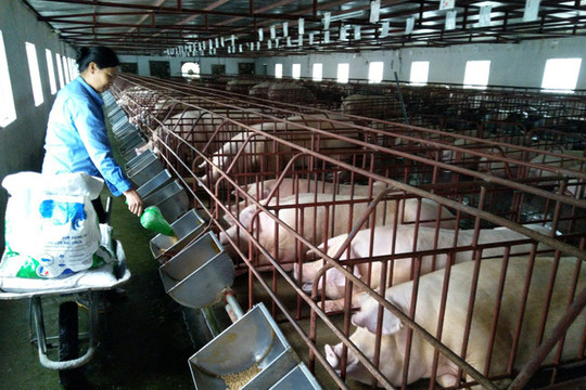 Tuần qua, giá thịt lợn hơi tiếp tục duy trì ở mức cao