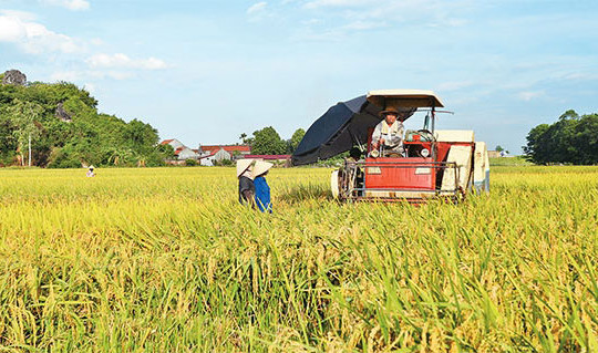 Quốc Oai tập trung phát triển vùng lúa hàng hóa