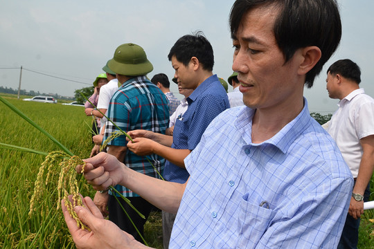 Xây dựng 2 chuỗi liên kết - sản xuất tiêu thụ sản phẩm lúa, gạo Japonica
