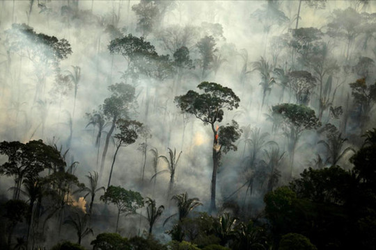 Amazon tiếp tục đối diện nguy cơ cháy rừng