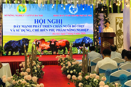 Hà Nội có 92 trang trại chăn nuôi bò thịt quy mô lớn