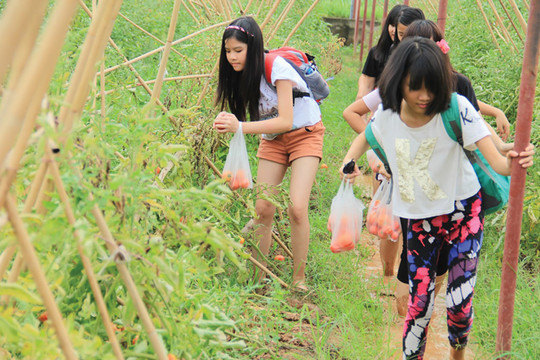 Phát triển du lịch nông nghiệp ở Hà Nội: Cần lực đẩy để tiến xa hơn