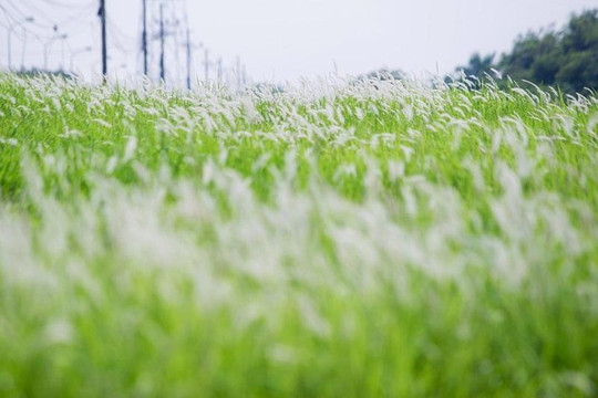 Mê mẩn với cỏ tranh phủ trắng triền đê tại Hà Nội