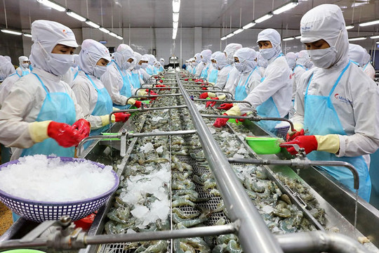 Xuất khẩu tôm của Việt Nam vào EU tăng mạnh