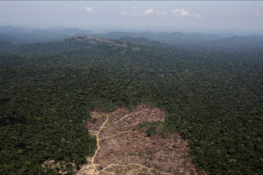 100 triệu hecta rừng “biến mất” trong 20 năm