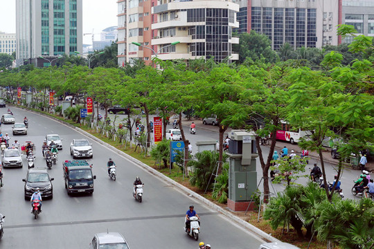 Hà Nội sắp hoàn thành kế hoạch trồng 600.000 cây xanh