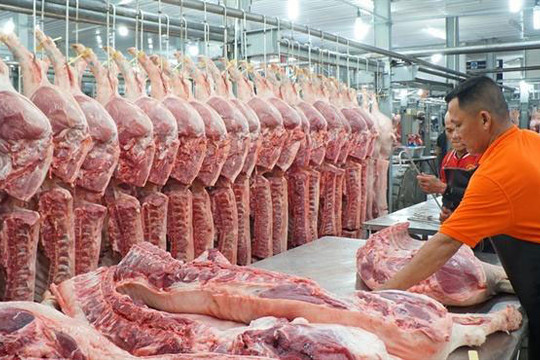Giá thịt lợn hơi giảm nhưng vẫn ở mức cao
