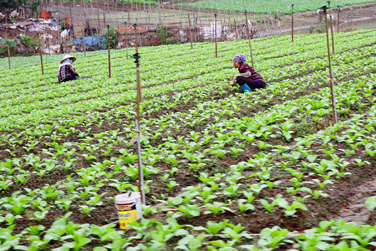 Huyện Thanh Oai hình thành nhiều vùng sản xuất nông nghiệp tập trung
