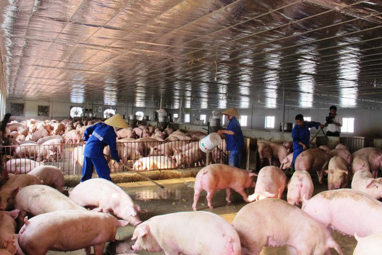 Huyện Thạch Thất có 179 trang trại chăn nuôi theo hướng tập trung