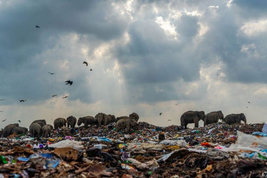 Bức "đàn voi ăn rác" gây ấn tượng tại cuộc thi ảnh thiên nhiên