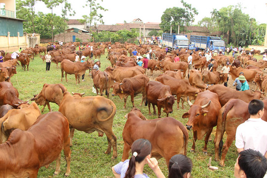 Phát triển chăn nuôi bò thịt theo hướng chất lượng cao