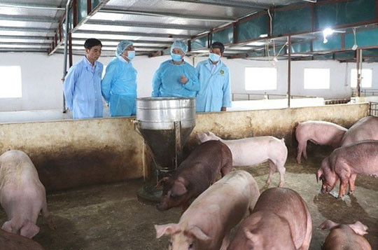 Thanh Oai xây dựng 4 cơ sở chăn nuôi an toàn với bệnh Dịch tả lợn châu Phi
