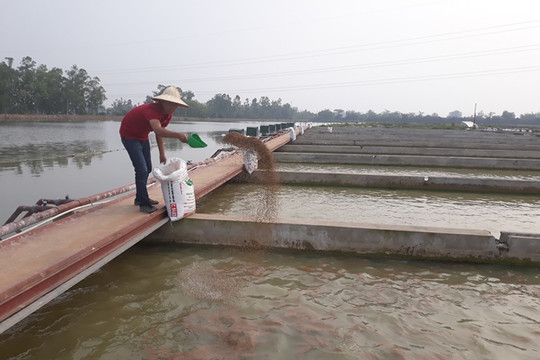 Thanh Trì đẩy mạnh nuôi trồng thủy sản tập trung